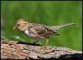 _5SB0012 juvenile harris sparrow
